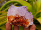 Natural Sunburst Spirit Amethyst Cactus Flower Clusters x 12 From Boekenhouthoek, South Africa - Toprock Gemstones and Minerals 
