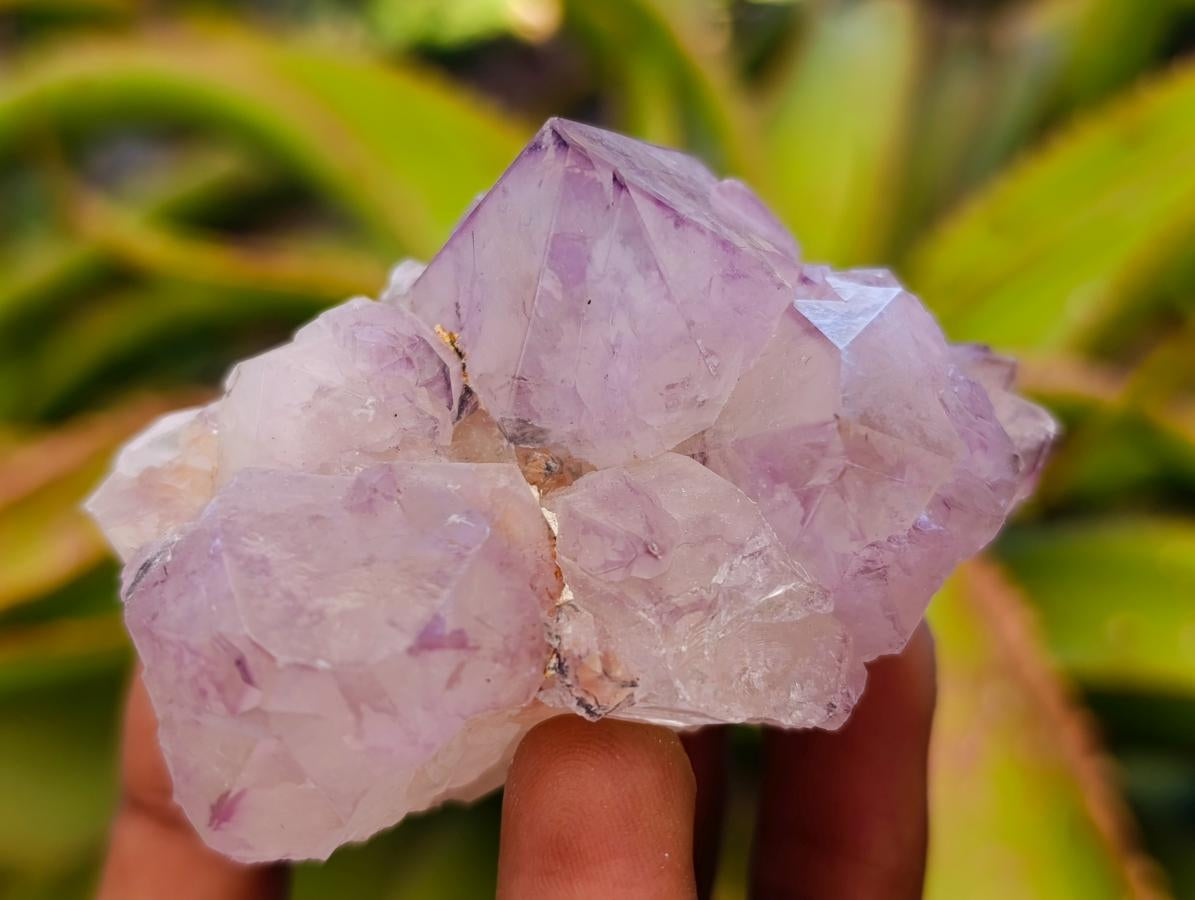 Natural Sunburst Spirit Amethyst Cactus Flower Clusters x 12 From Boekenhouthoek, South Africa - Toprock Gemstones and Minerals 