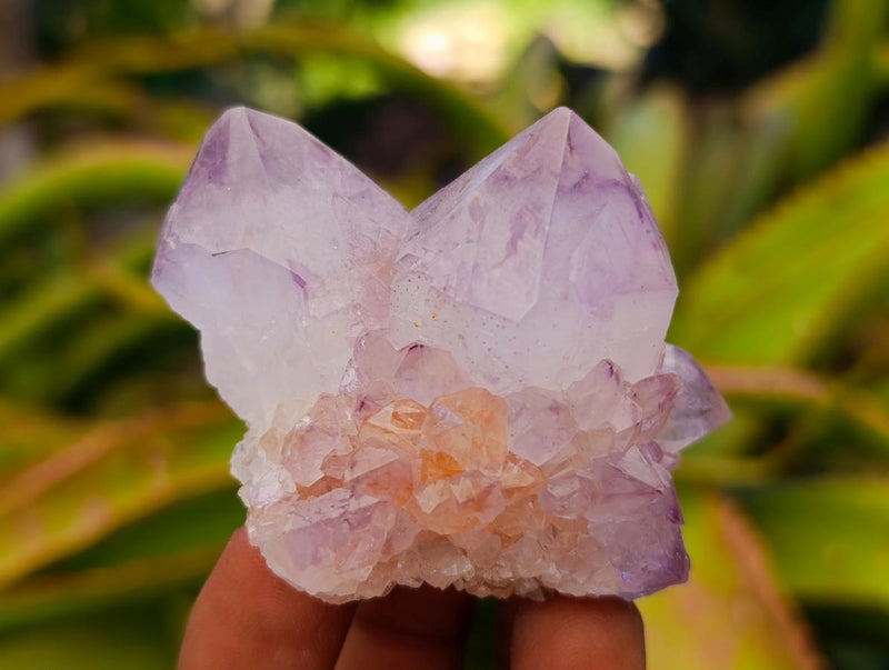 Natural Sunburst Spirit Amethyst Cactus Flower Clusters x 12 From Boekenhouthoek, South Africa - Toprock Gemstones and Minerals 