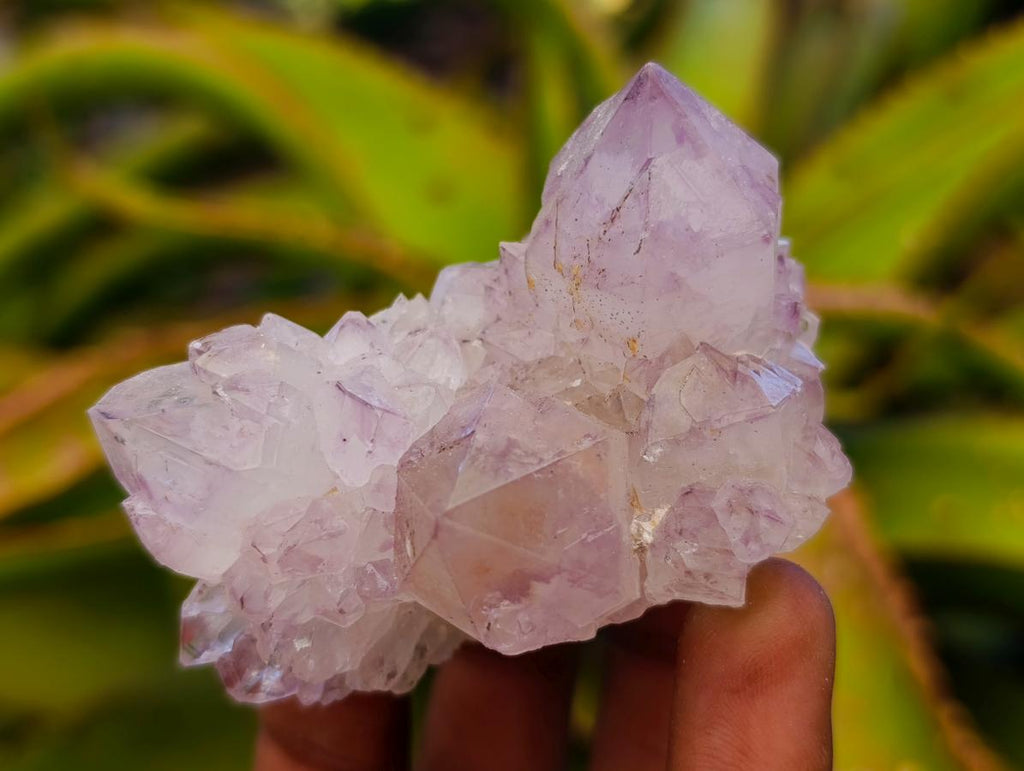 Natural Sunburst Spirit Amethyst Cactus Flower Clusters x 12 From Boekenhouthoek, South Africa - Toprock Gemstones and Minerals 