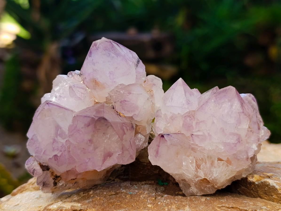 Natural Sunburst Spirit Amethyst Cactus Flower Clusters x 12 From Boekenhouthoek, South Africa - Toprock Gemstones and Minerals 
