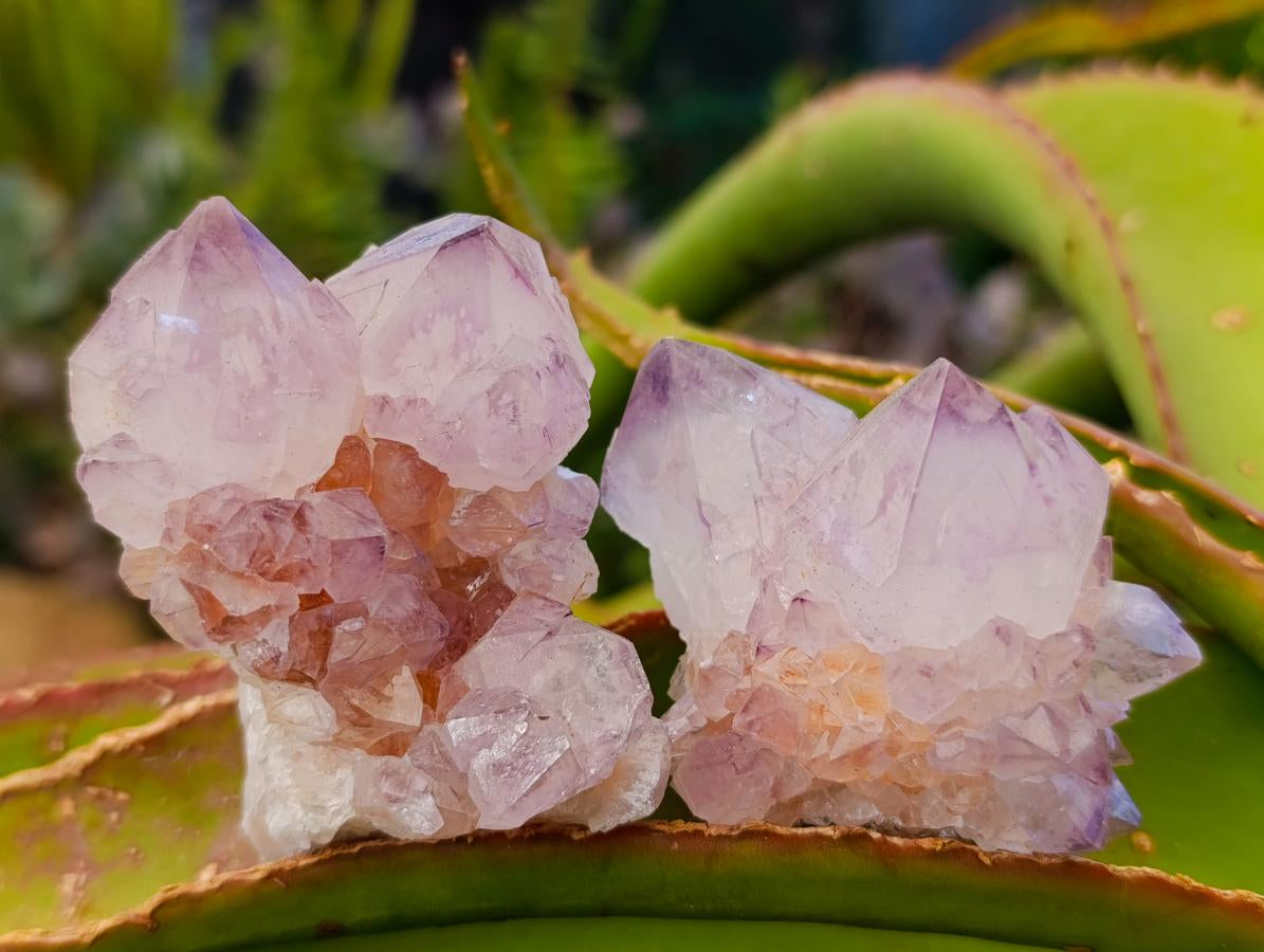 Natural Sunburst Spirit Amethyst Cactus Flower Clusters x 12 From Boekenhouthoek, South Africa - Toprock Gemstones and Minerals 