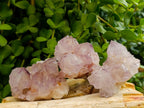 Natural Sunburst Spirit Amethyst Cactus Flower Clusters x 12 From Boekenhouthoek, South Africa - Toprock Gemstones and Minerals 