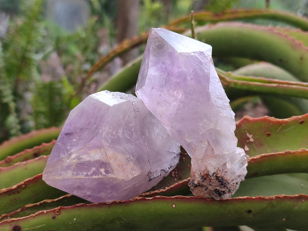 Natural Jacaranda Amethyst Single Crystals x 12 From Mumbwa, Zambia - Toprock Gemstones and Minerals 