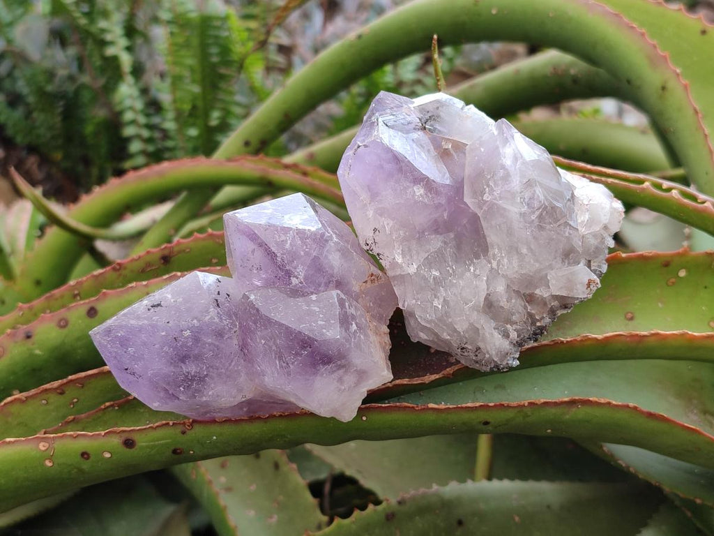 Natural Jacaranda Amethyst Single Crystals x 12 From Mumbwa, Zambia - Toprock Gemstones and Minerals 