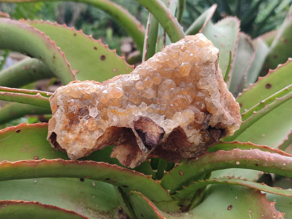 Natural Golden Limonite Quartz Crystal Clusters and Plates x 12 From Solwezi, Zambia - Toprock Gemstones and Minerals 