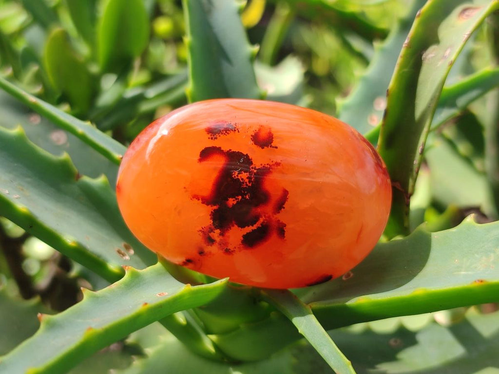 Polished Carnelian Agate Gemstone Palm Stones x 26 From Madagascar - Toprock Gemstones and Minerals 