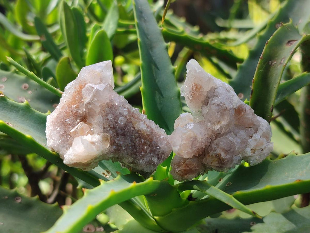 Natural Spirit Quartz Clusters with Limonite x 35 From Boekenhouthoek, South Africa - Toprock Gemstones and Minerals 