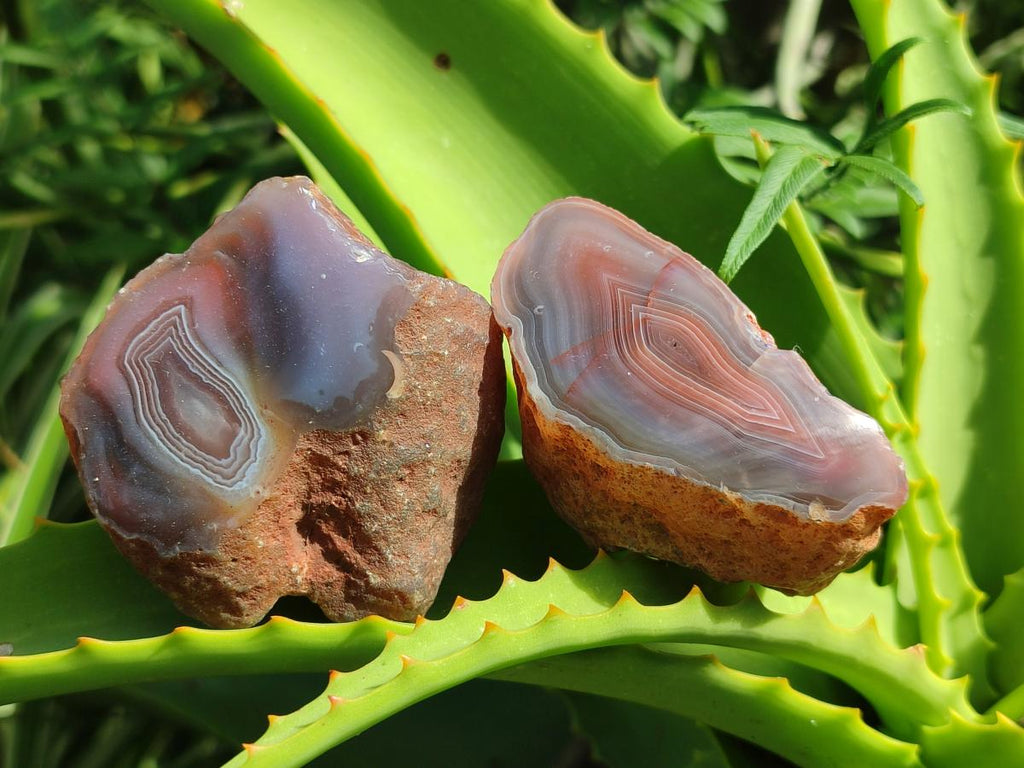 Polished One Side Red Shashe River Agate Nodules x 24 From Shashe River, Zimbabwe - Toprock Gemstones and Minerals 