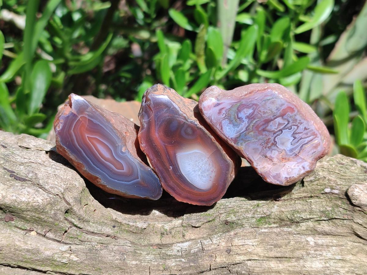 Polished One Side Red Shashe River Agate Nodules x 24 From Shashe River, Zimbabwe - Toprock Gemstones and Minerals 