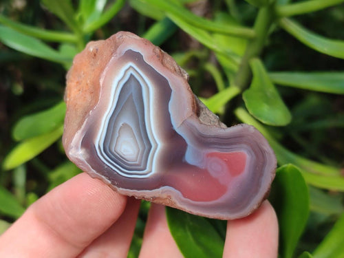 Polished One Side Red Shashe River Agate Nodules x 24 From Shashe River, Zimbabwe - Toprock Gemstones and Minerals 