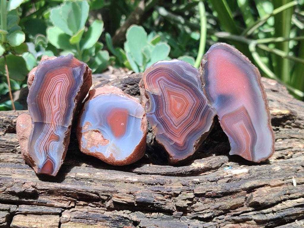 Polished One Side Red Shashe River Agate Nodules x 24 From Shashe River, Zimbabwe - Toprock Gemstones and Minerals 