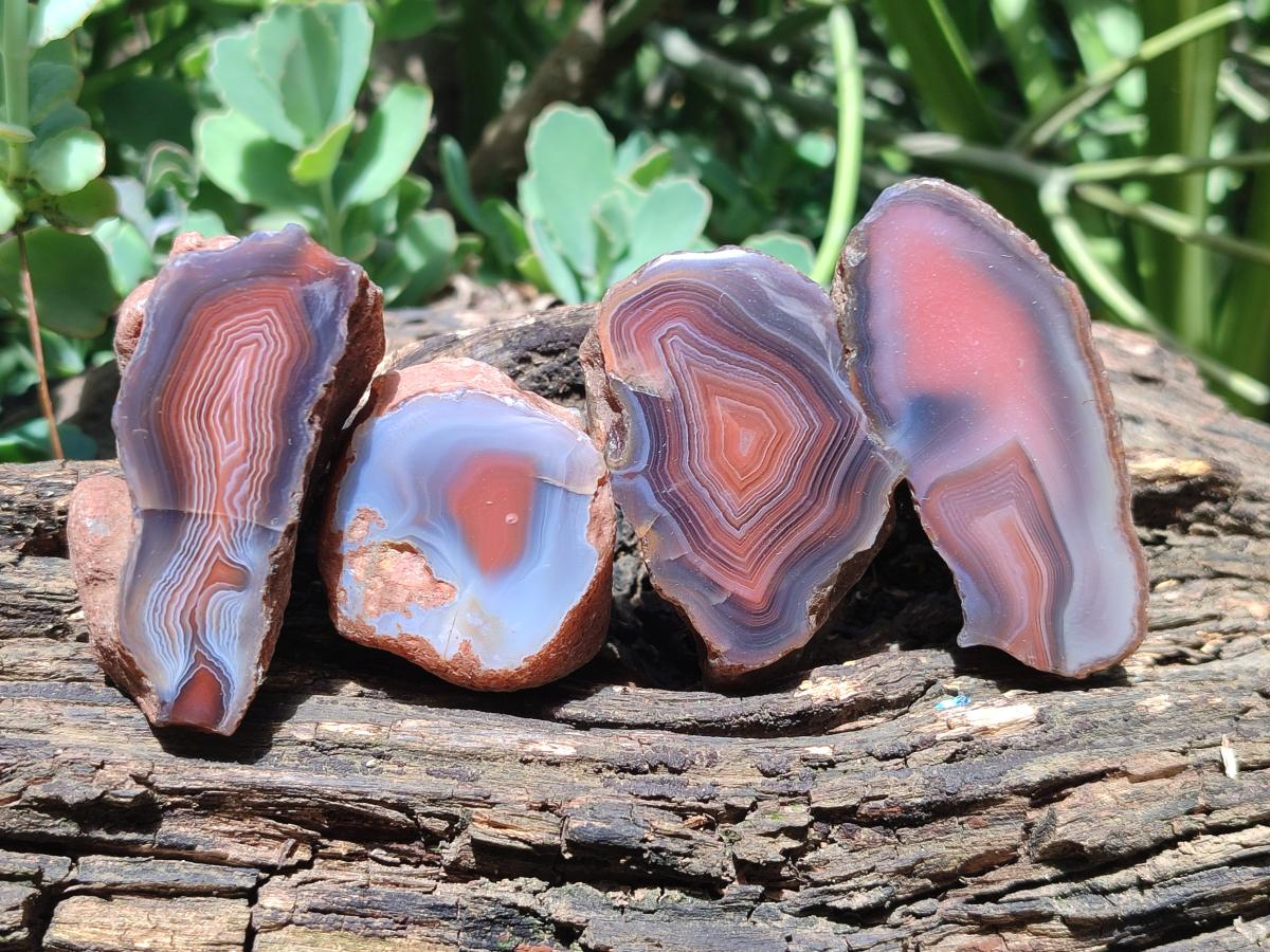 Polished One Side Red Shashe River Agate Nodules x 24 From Shashe River, Zimbabwe - Toprock Gemstones and Minerals 