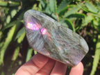 Polished Rare Purple Sunset Flash Labradorite Standing Display Pieces x 6 From Madagascar - Toprock Gemstones and Minerals 