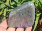 Polished Rare Purple Sunset Flash Labradorite Standing Display Pieces x 6 From Madagascar - Toprock Gemstones and Minerals 
