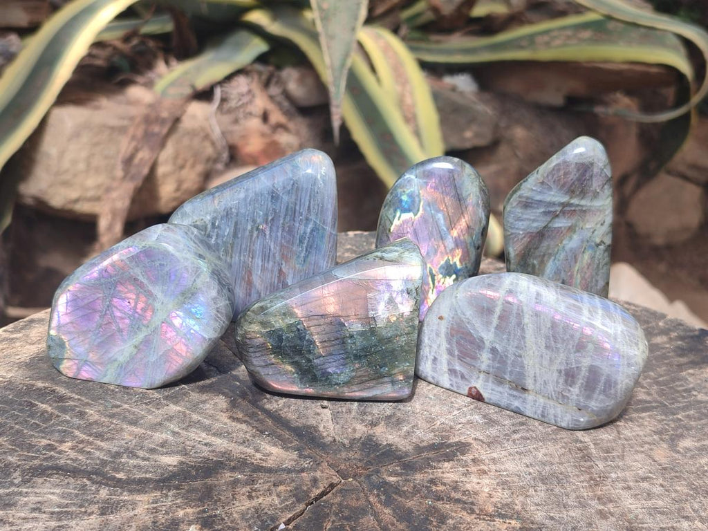 Polished Rare Purple Sunset Flash Labradorite Standing Display Pieces x 6 From Madagascar - Toprock Gemstones and Minerals 