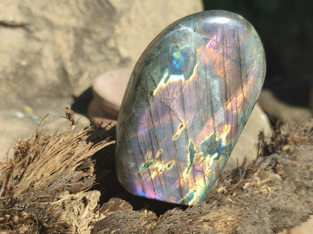 Polished Rare Purple Sunset Flash Labradorite Standing Display Pieces x 6 From Madagascar - Toprock Gemstones and Minerals 