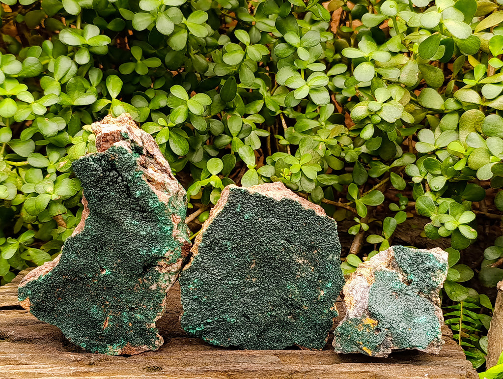 Natural Fine Botryoidal Crystalline Malachite Specimens x 3 From Tenke Fungurume, Congo - Toprock Gemstones and Minerals 