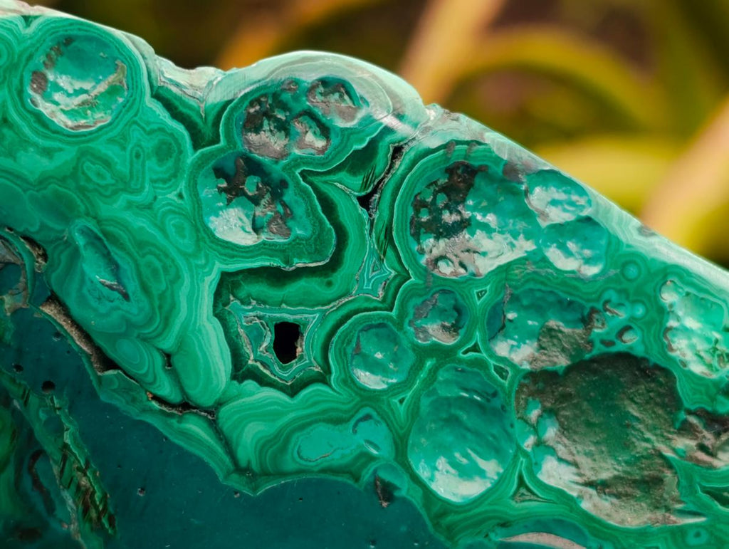 Polished Flower Banded Malachite Free Forms x 2 From Congo - Toprock Gemstones and Minerals 