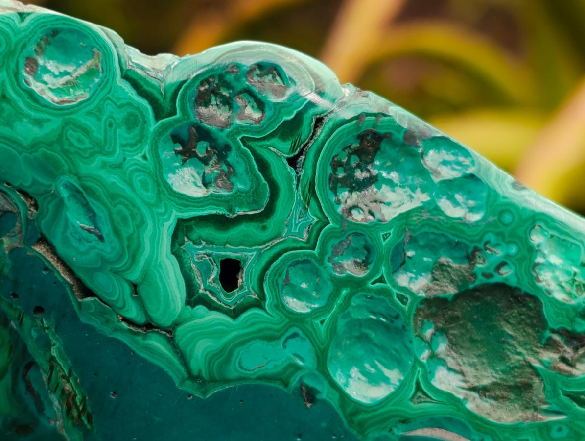 Polished Flower Banded Malachite Free Forms x 2 From Congo - Toprock Gemstones and Minerals 