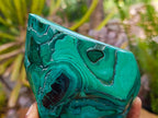 Polished Flower Banded Malachite Free Forms x 2 From Congo - Toprock Gemstones and Minerals 