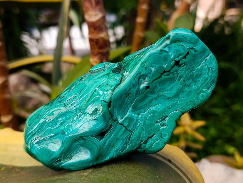 Polished Flower Banded Malachite Free Forms x 2 From Congo - Toprock Gemstones and Minerals 