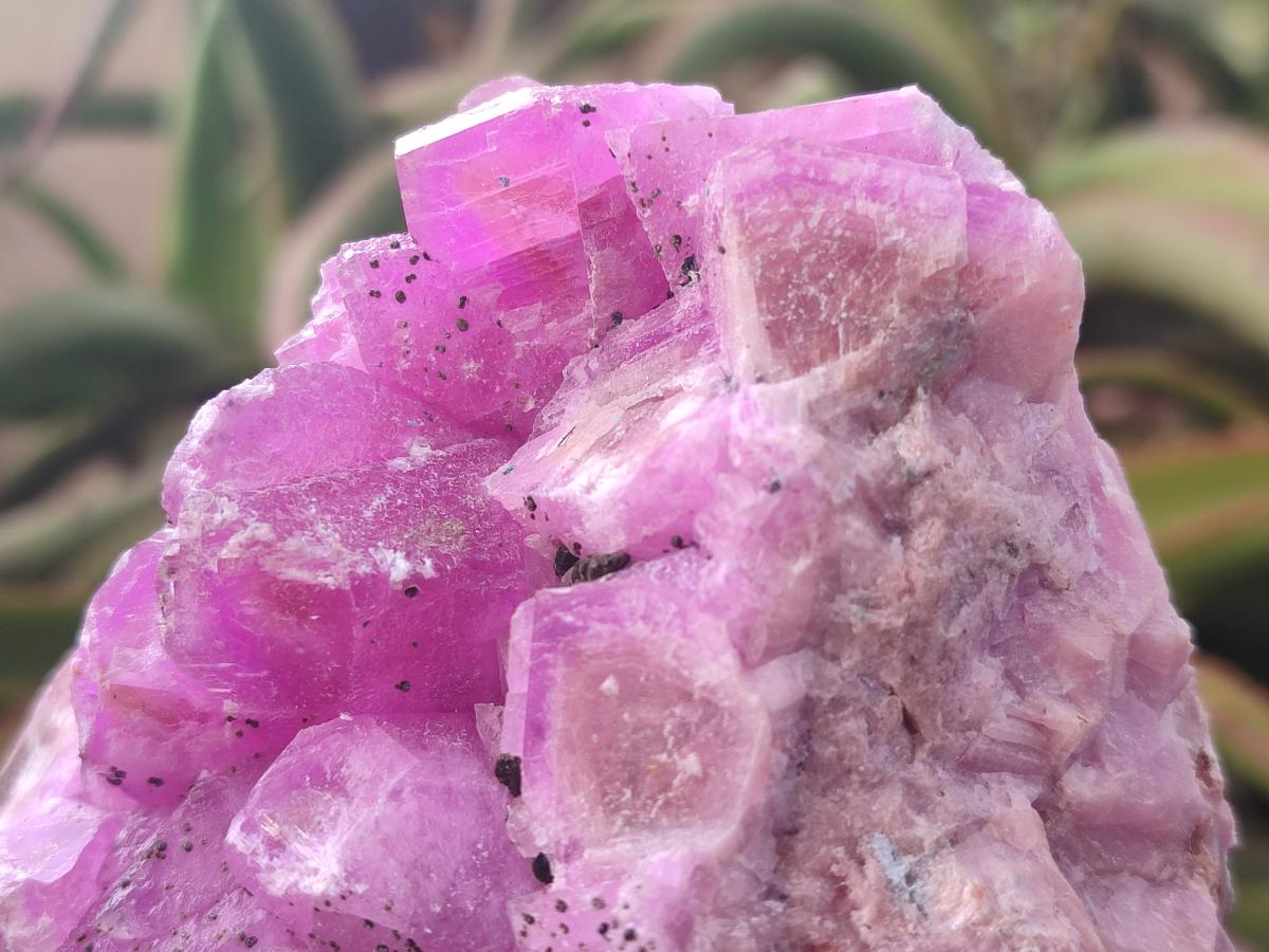 Natural Ultra Rare Rhodocalcite Specimen x 1 From Mashamba West, Congo - Toprock Gemstones and Minerals 