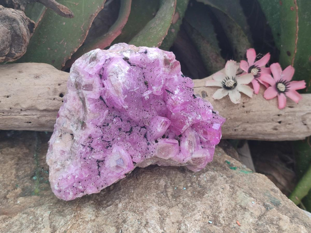Natural Ultra Rare Rhodocalcite Specimen x 1 From Mashamba West, Congo - Toprock Gemstones and Minerals 