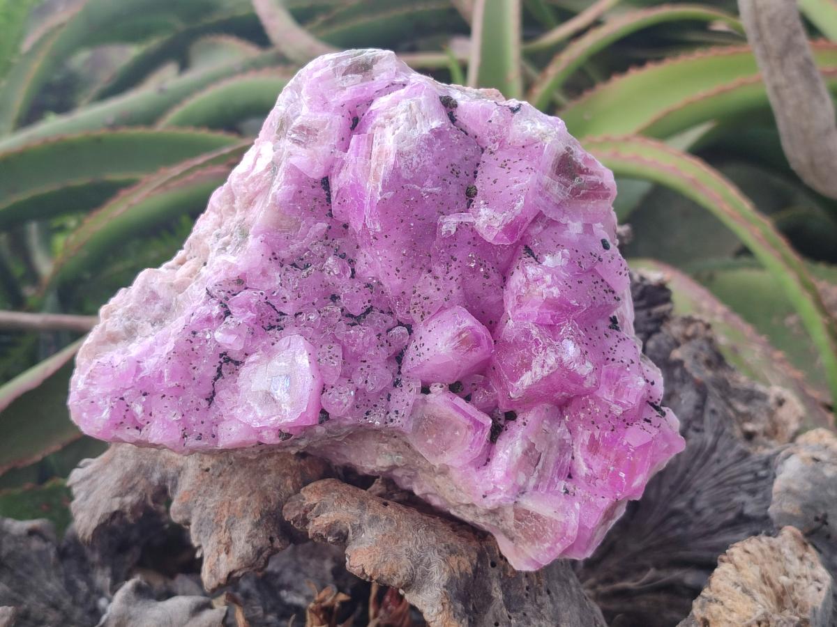 Natural Ultra Rare Rhodocalcite Specimen x 1 From Mashamba West, Congo - Toprock Gemstones and Minerals 
