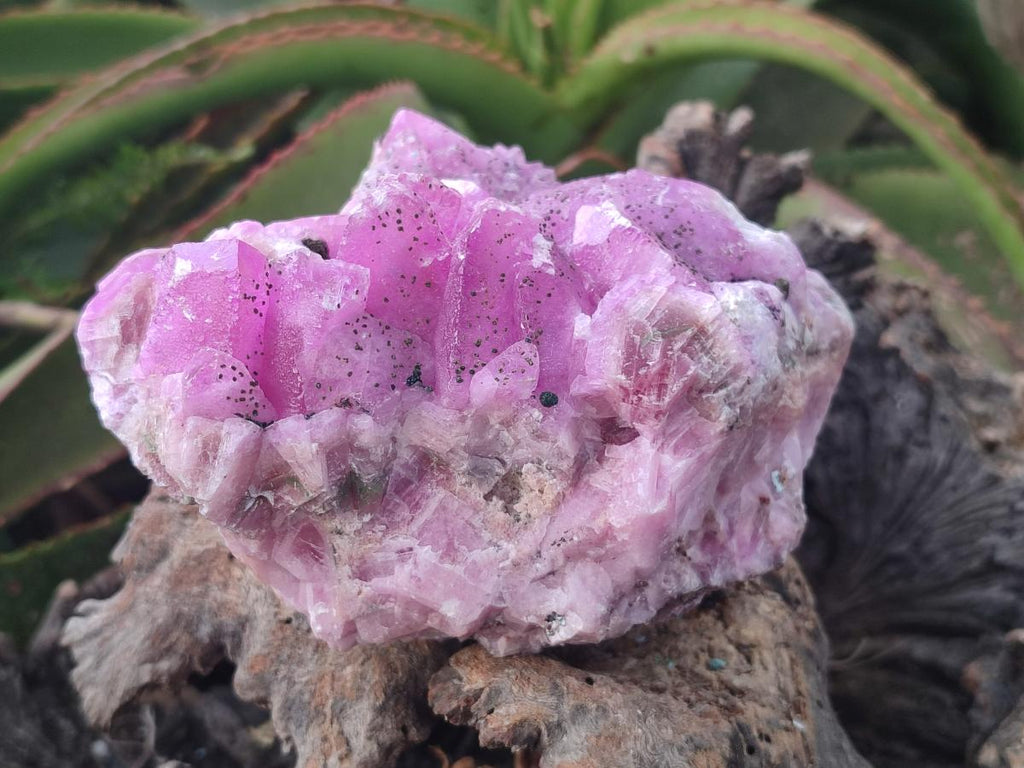 Natural Ultra Rare Rhodocalcite Specimen x 1 From Mashamba West, Congo - Toprock Gemstones and Minerals 