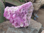 Natural Ultra Rare Rhodocalcite Specimen x 1 From Mashamba West, Congo - Toprock Gemstones and Minerals 