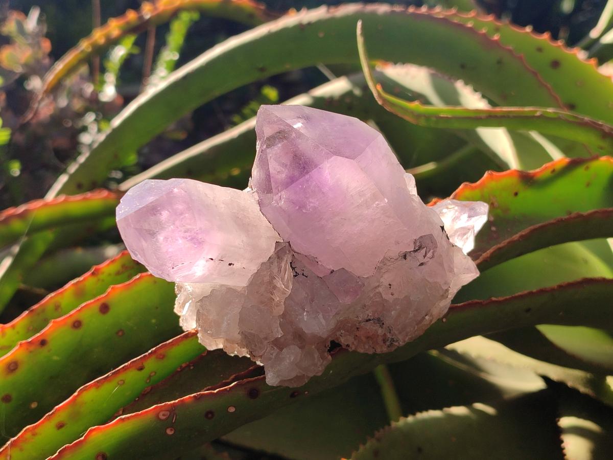 Natural Jacaranda Amethyst Crystal Clusters x 6 From Mumbwa, Zambia - Toprock Gemstones and Minerals 