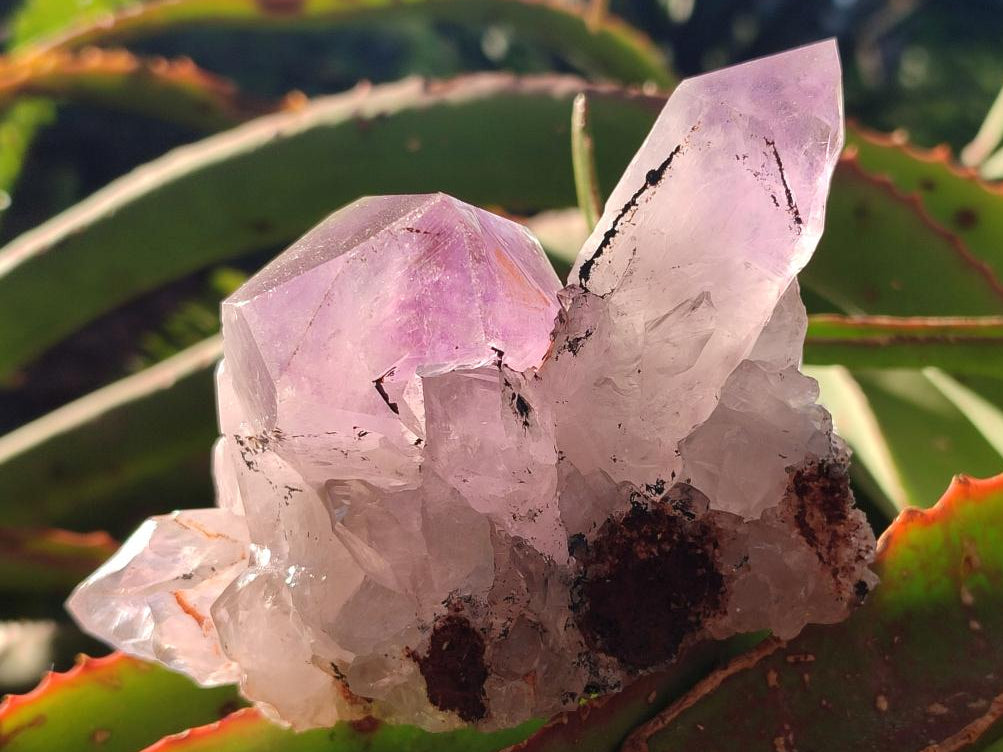Natural Jacaranda Amethyst Crystal Clusters x 6 From Mumbwa, Zambia - Toprock Gemstones and Minerals 
