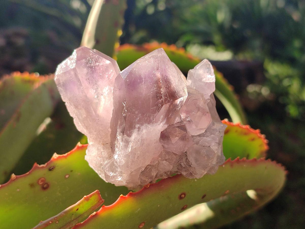 Natural Jacaranda Amethyst Crystal Clusters x 6 From Mumbwa, Zambia - Toprock Gemstones and Minerals 