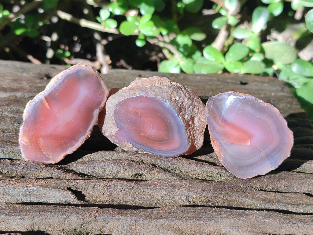 Polished One Side Small Red Shashe River Agate Nodules x 20 From Shashe River, Zimbabwe - Toprock Gemstones and Minerals 