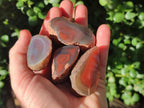 Polished One Side Small Red Shashe River Agate Nodules x 20 From Shashe River, Zimbabwe - Toprock Gemstones and Minerals 