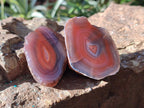 Polished One Side Small Red Shashe River Agate Nodules x 20 From Shashe River, Zimbabwe - Toprock Gemstones and Minerals 