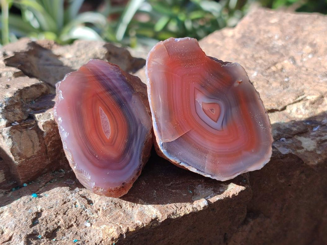 Polished One Side Small Red Shashe River Agate Nodules x 20 From Shashe River, Zimbabwe - Toprock Gemstones and Minerals 