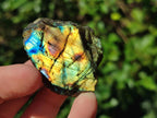 Polished Labradorite Slices x 35 From Madagascar - Toprock Gemstones and Minerals 
