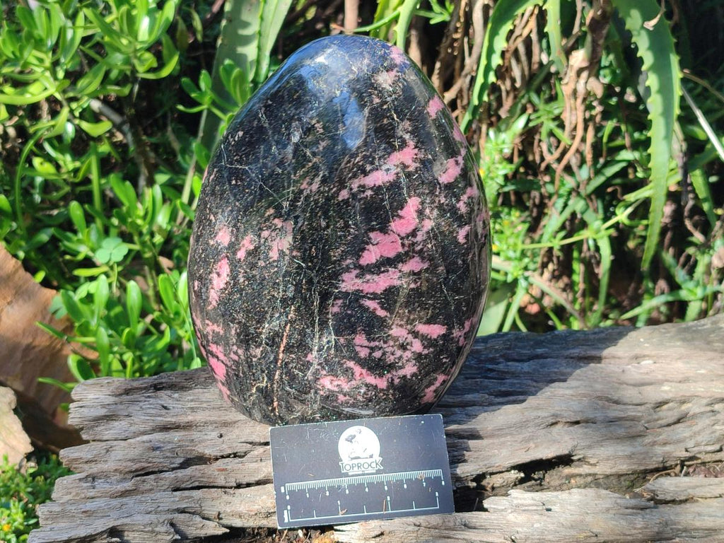 Polished Large Rhodonite Standing Free Form x 1 From Ambindavato, Madagascar - Toprock Gemstones and Minerals 