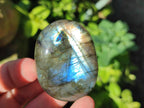 Polished Labradorite Palm Stones x 12 From Madagascar - Toprock Gemstones and Minerals 