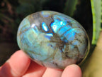 Polished Labradorite Palm Stones x 12 From Madagascar - Toprock Gemstones and Minerals 