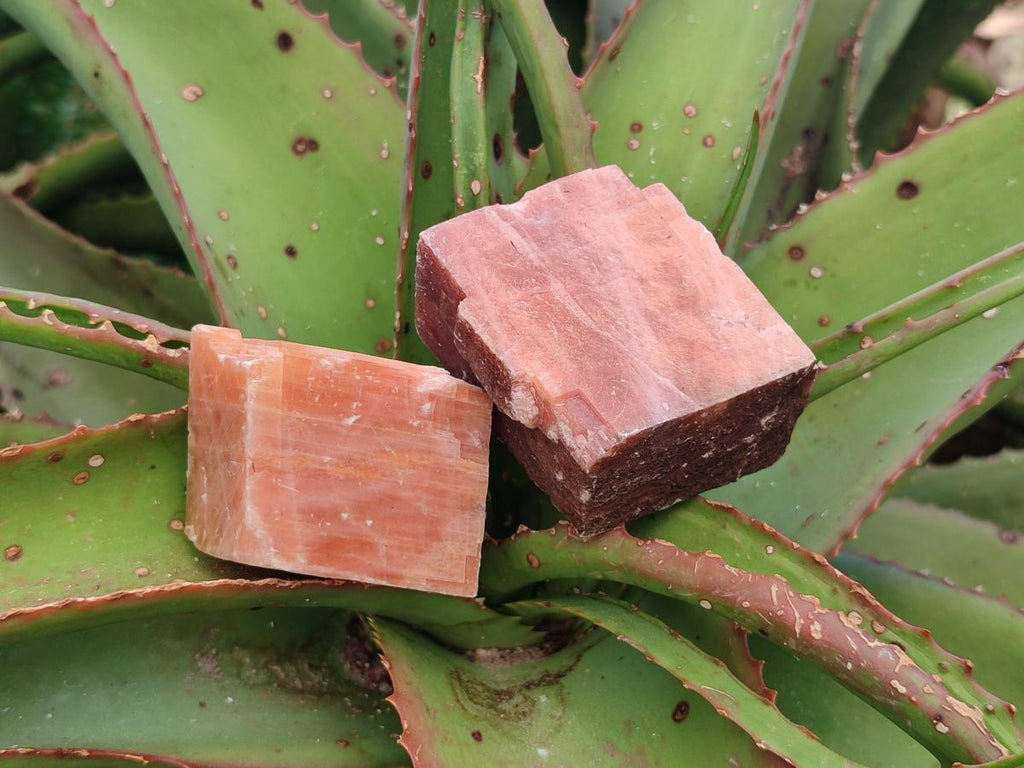 Natural Rhombohedral Sunset Orange Calcite Specimens x 12 From Spitzkop, Namibia - Toprock Gemstones and Minerals 