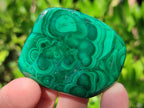 Polished Flower Banded Malachite Free Forms x 20 From Congo - Toprock Gemstones and Minerals 