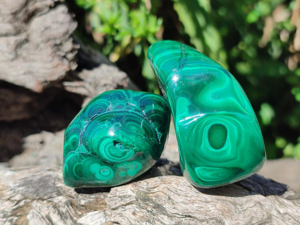 Polished Flower Banded Malachite Free Forms x 20 From Congo - Toprock Gemstones and Minerals 