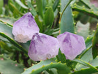 Natural Mix of Spirit Amethyst and Clear Spirit Quartz Single Crystals x 63 From Boekenhouthoek, South Africa - Toprock Gemstones and Minerals 