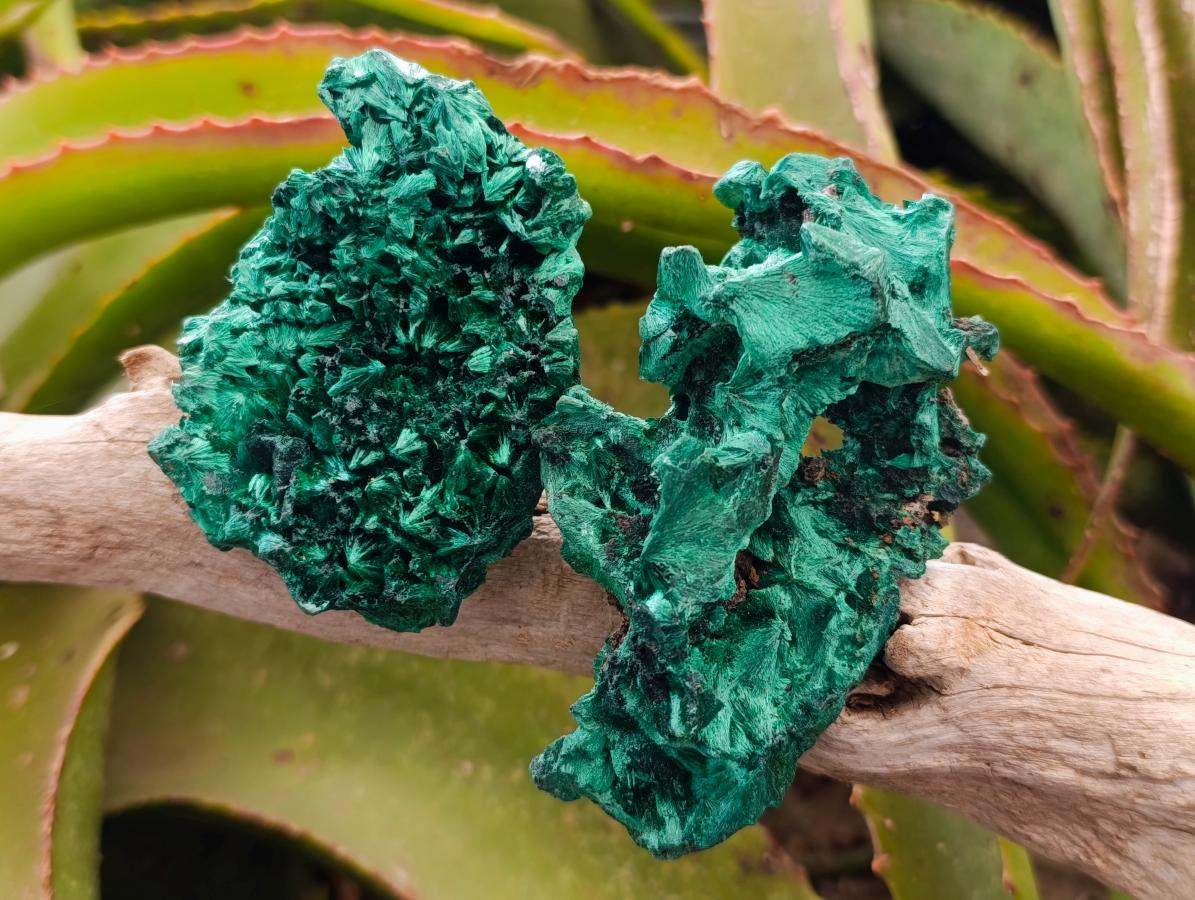 Natural Silky Malachite Specimens x 6 From Kasompe, Congo - Toprock Gemstones and Minerals 