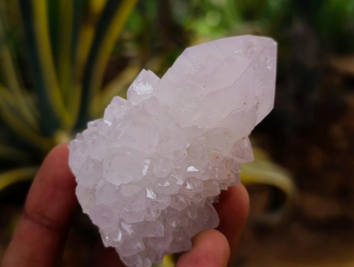 Natural Cactus Flower Spirit Amethyst Single Crystals x 12 From South Africa - Toprock Gemstones and Minerals 