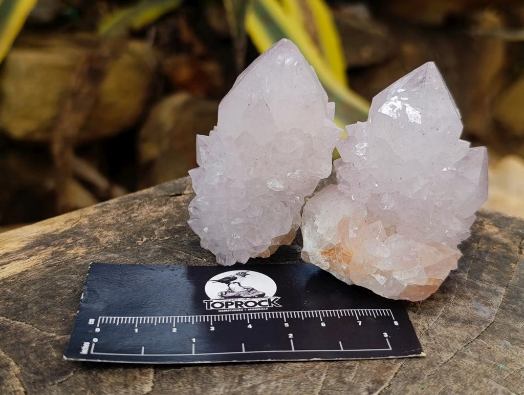 Natural Cactus Flower Spirit Amethyst Single Crystals x 12 From South Africa - Toprock Gemstones and Minerals 