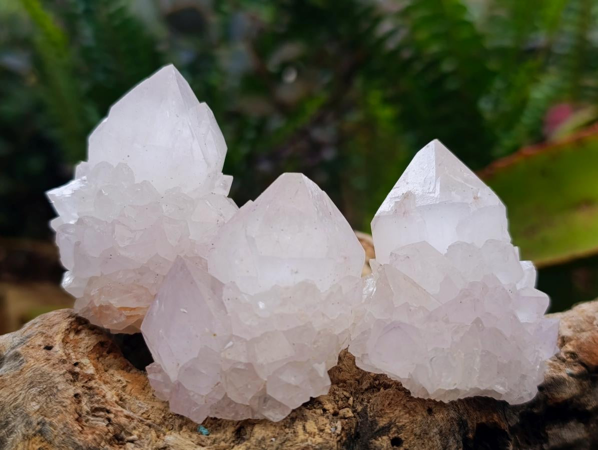 Natural Cactus Flower Spirit Amethyst Single Crystals x 12 From South Africa - Toprock Gemstones and Minerals 